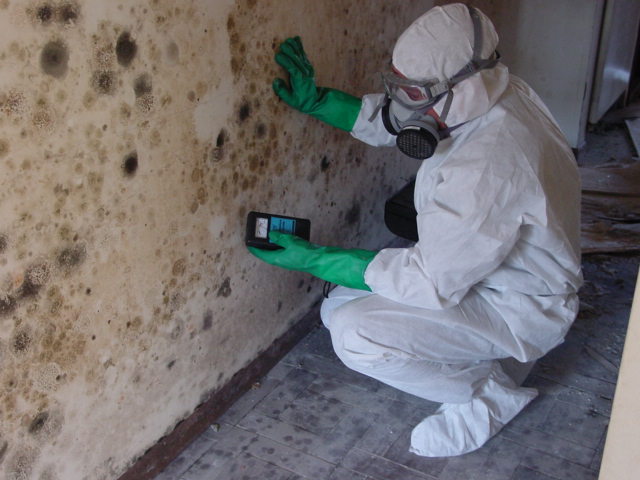 Basement Mold Remediation Cost